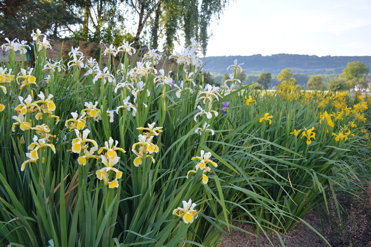 Spuria-Iris - Oberleitner Gartenkultur