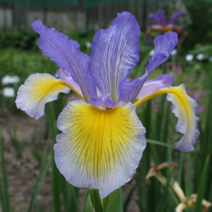 Iris Spuria-Hybriden - Steppeniris