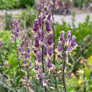 Aconitum - Eisenhut