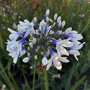 Agapanthus - Schmucklilie