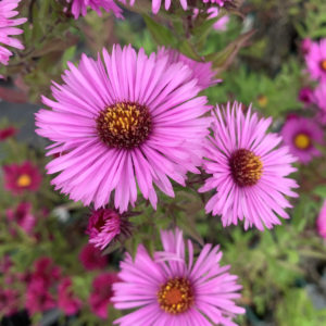 Aster - Aster